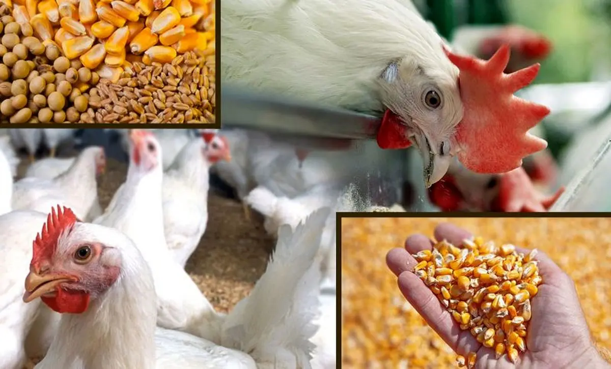 مظنه فروش دام کشتار در بازار چقدر است؟