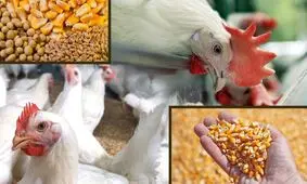 مظنه فروش دام کشتار در بازار چقدر است؟