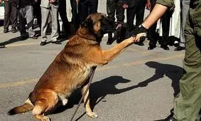 سگ های نجات چگونه برای عملیات امداد آموزش می بینند؟