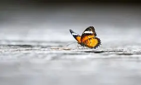 پروانه ها از کیلومترها دورتر بوی جنس مخالف شان را تشخیص می دهند