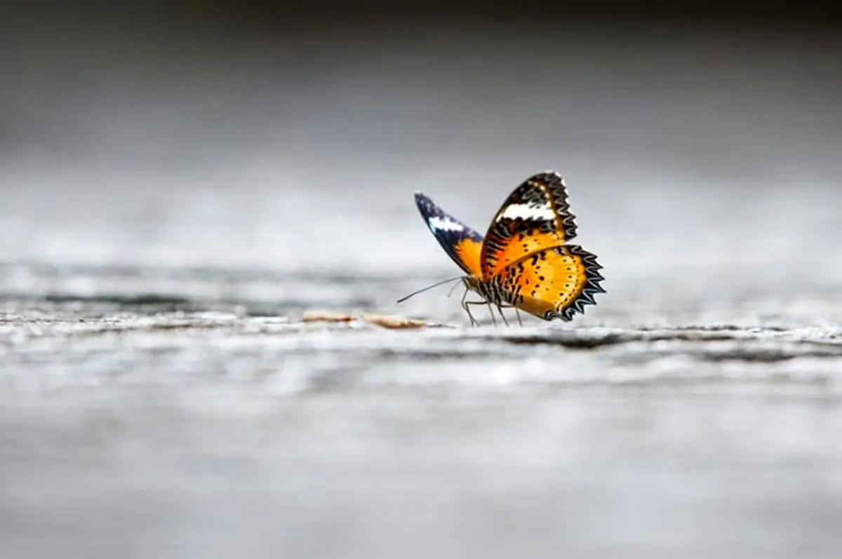 پروانه ها از کیلومترها دورتر بوی جنس مخالف شان را تشخیص می دهند