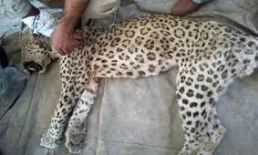 علت مرگ پلنگ توران، کهولت سن بود یا استفاده ناشیانه از داروی بیهوشی؟