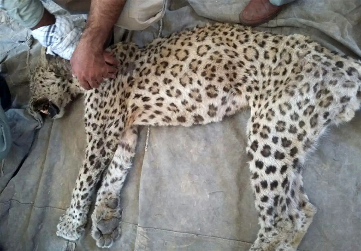 علت مرگ پلنگ توران، کهولت سن بود یا استفاده ناشیانه از داروی بیهوشی؟