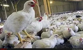 قیمت مرغ در کشتارگاه به 9800 تومان رسید/مشکلات کامیون‌داران توزیع مرغ را مختل کرده است