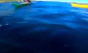 فک بازیگوشی که به صورت قایق‌ران هشت‌پا پرت کرد