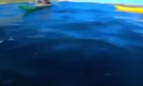 فک بازیگوشی که به صورت قایق‌ران هشت‌پا پرت کرد