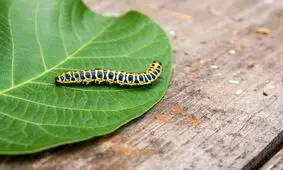 ماهیچه های بدن کرم حشره بیشتر از ماهیچه های انسان است