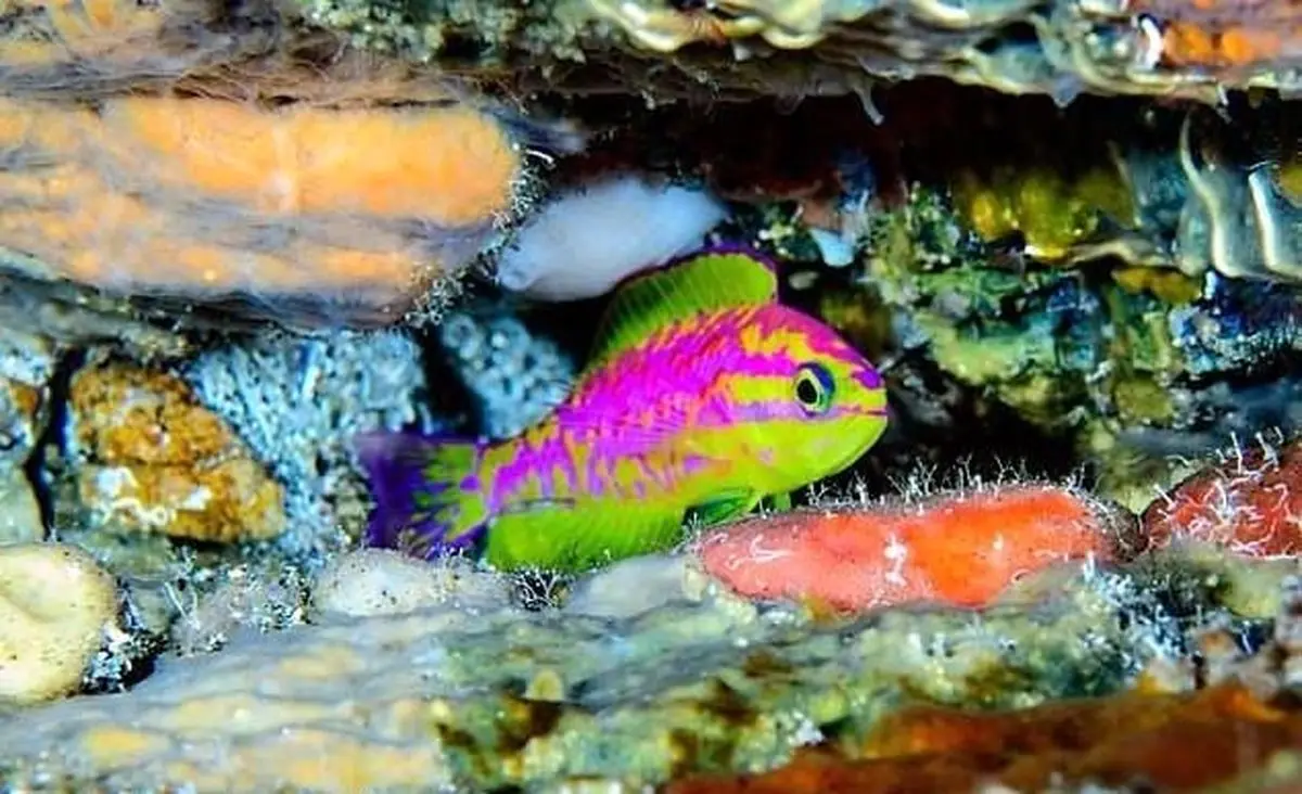 گونه جدید ماهی با رنگ های نئونی کشف شد