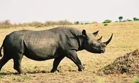 حمله کرگدن به خودروی گردشگران