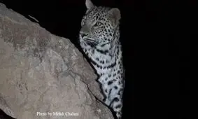 نصب دوربین‌های شناسایی رفتارهای اکولوژیکی پلنگ در سیستان و بلوچستان