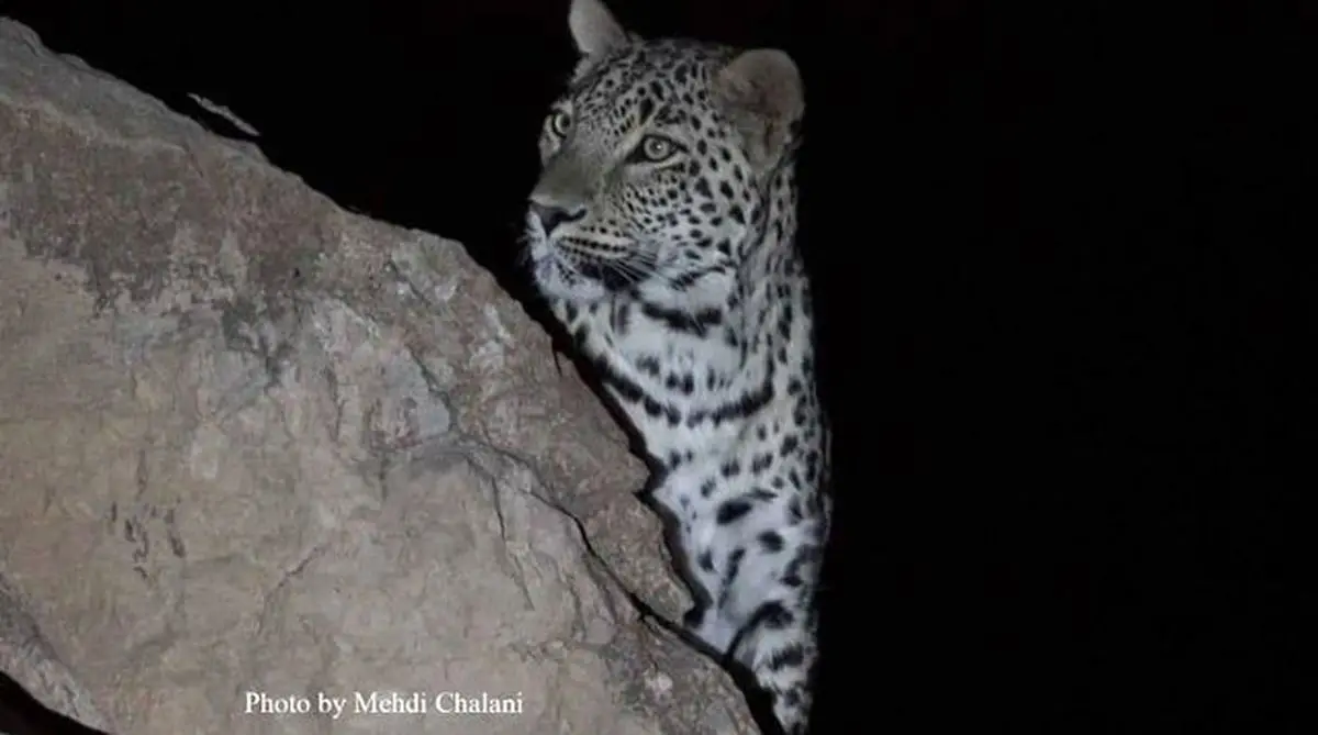 نصب دوربین‌های شناسایی رفتارهای اکولوژیکی پلنگ در سیستان و بلوچستان