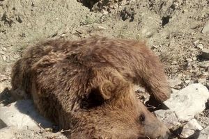 خرس‌ها را نکشید!/ مصدومیت یک توله خرس و مرگ یک خرس بالغ در مازندران