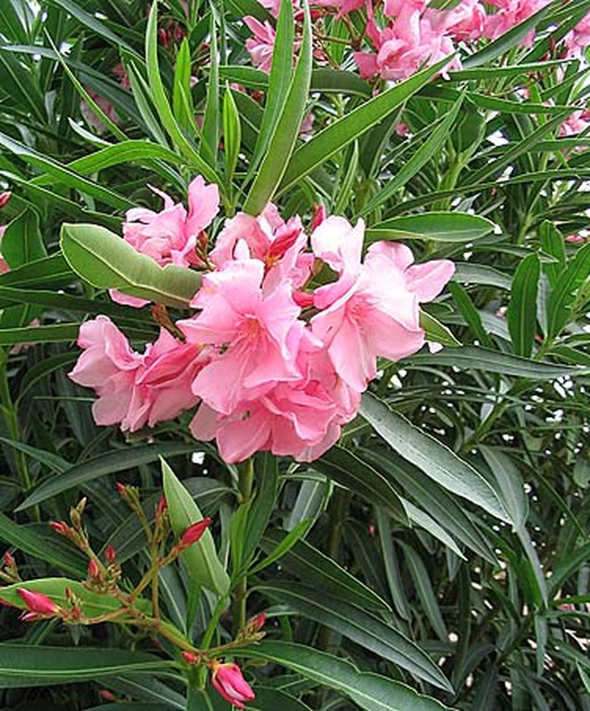 گیاهی زیبا که باعث ایست قلبی می شود+عکس