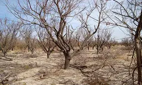 خسارت میلیاردی به بخش کشاورزی سامان