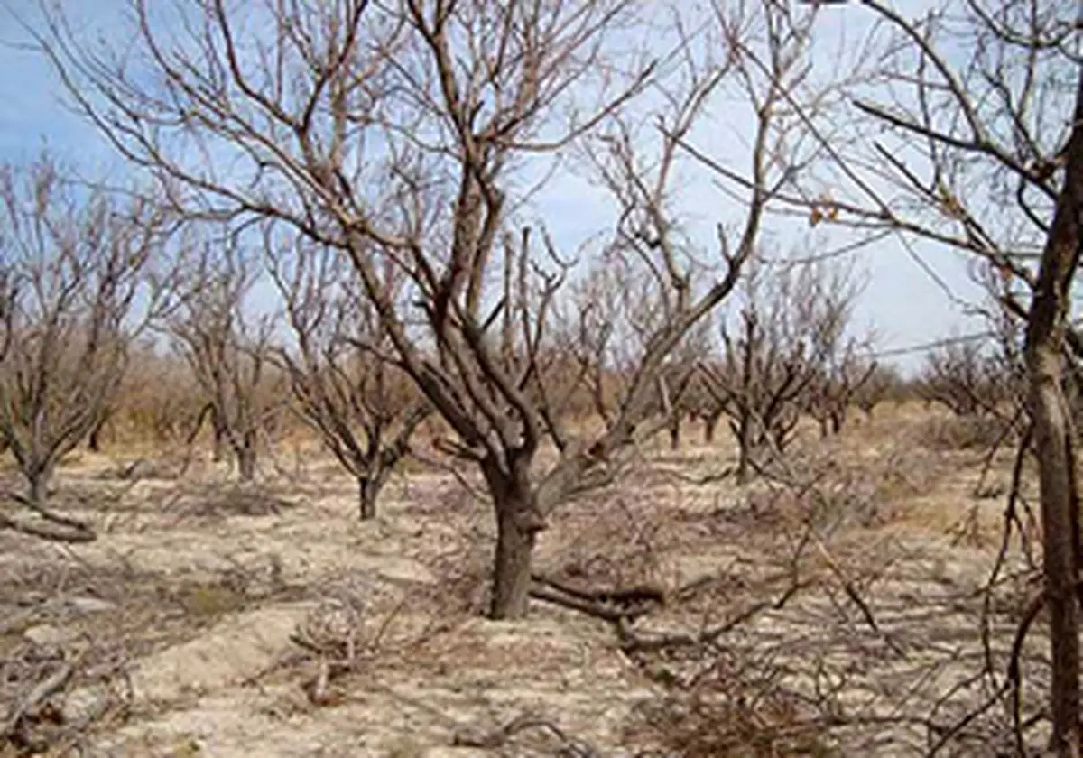 خسارت میلیاردی به بخش کشاورزی سامان