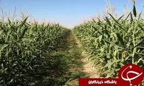 توزیع کود شیمیایی بین کشاورزان در رامهرمز