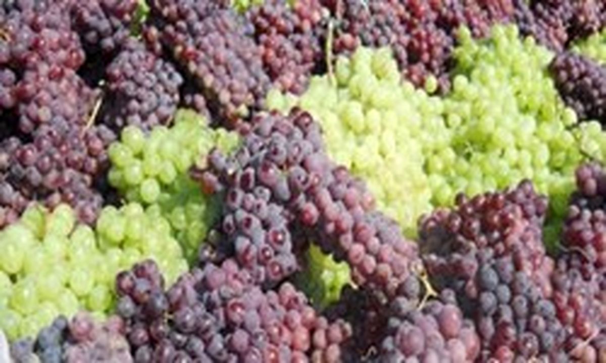 فصل شیرهپزی با شهد شیرین انگور در مانیزان+تصویر