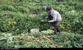 صادرات ۳۵۳ تن رب گوجه فرنگی از استان زنجان