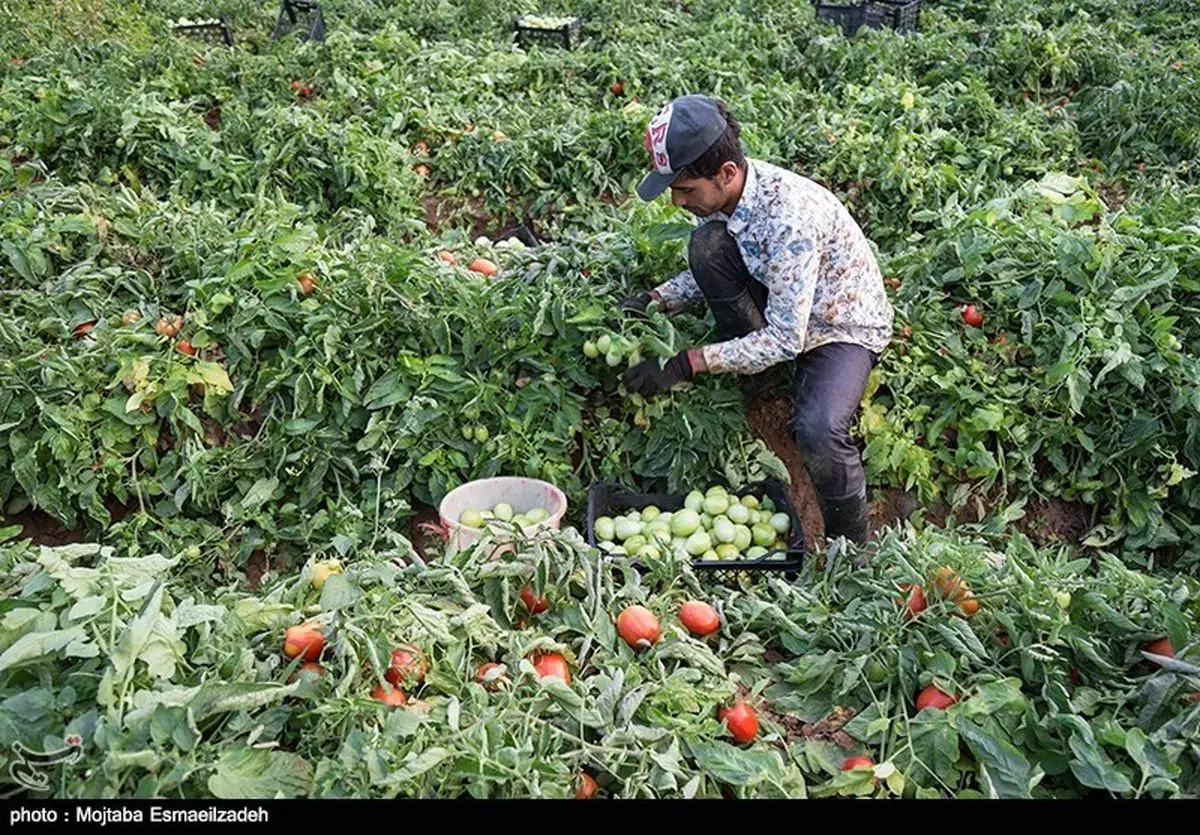 صادرات ۳۵۳ تن رب گوجه فرنگی از استان زنجان