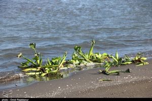 سواحل رودسر در محاصره گیاه مهاجم سنبل آبی به‌ روایت تصویر