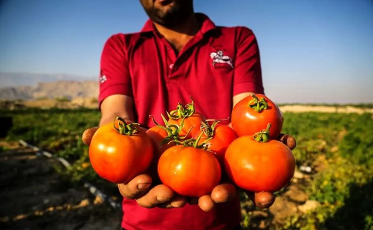 دبیر سندیکای صنایع کنسرو ایران: درخواست واردات گوجه از چین را داده‌ایم