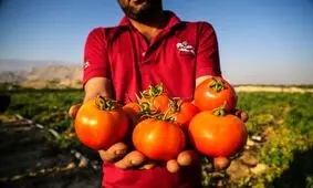 دبیر سندیکای صنایع کنسرو ایران: درخواست واردات گوجه از چین را داده‌ایم