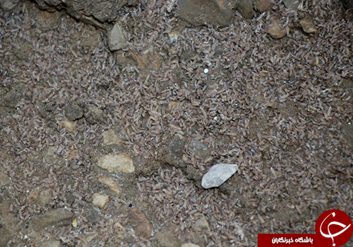 هجوم حشرات موذی به روستای دره مال مرودشت + فیلم و عکس