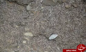 هجوم حشرات موذی به روستای دره مال مرودشت + فیلم و عکس