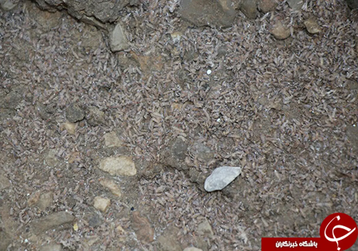 هجوم حشرات موذی به روستای دره مال مرودشت + فیلم و عکس