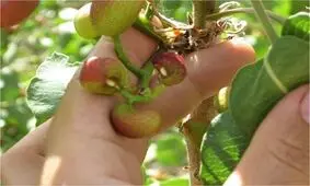 کاهش ۹۰ در صدی تولید پسته در ابرکوه