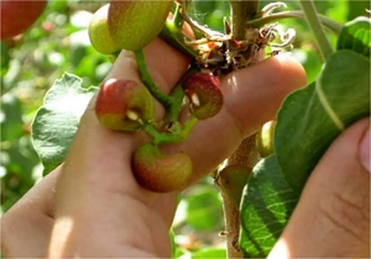 کاهش ۹۰ در صدی تولید پسته در ابرکوه