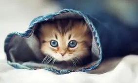 مجموعه خنده دار ترین فیلم های حیوانات خنگ 