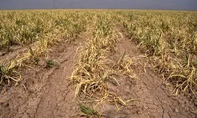 خسارت ۵ هزار و ۶۵۰ میلیارد ریالی به بخش کشاورزی