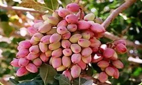 برداشت 9هزار تن پسته خشک در شهرستان فردوس