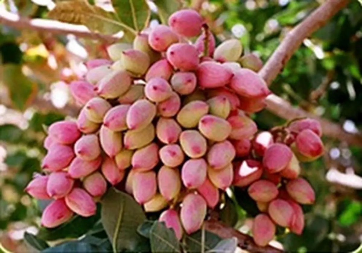 برداشت 9هزار تن پسته خشک در شهرستان فردوس