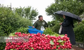بارش پراکنده باران در سواحل دریای خزر