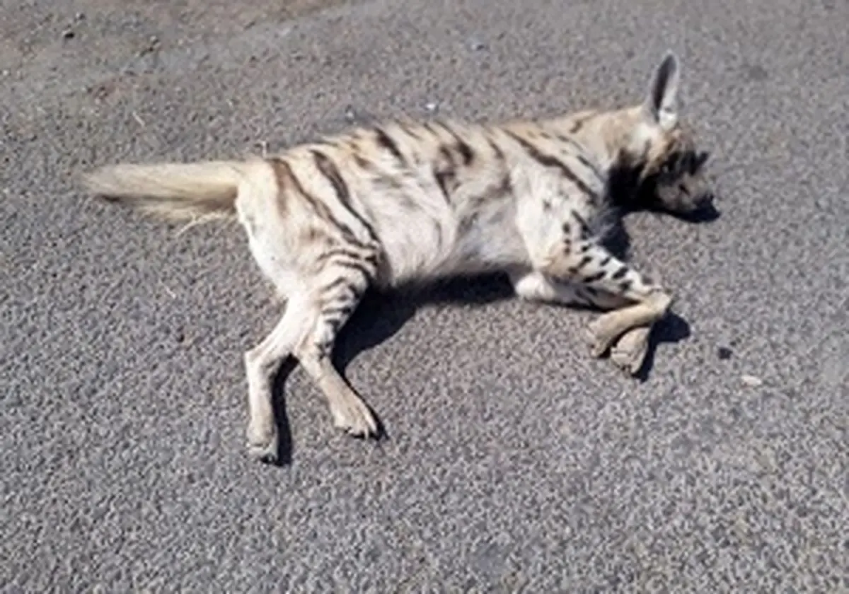 تلف شدن یک قلاده کفتار در بویین زهرا