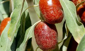 استخراج اسیدهای چرب ضروری بدن از هسته سنجد