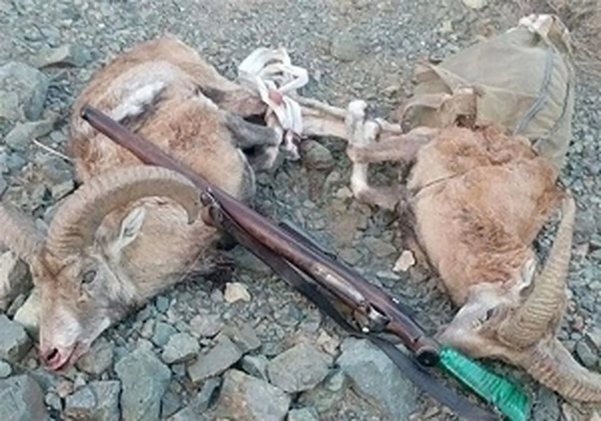 ۲۳ شکار غیر مجاز پستانداران در استان