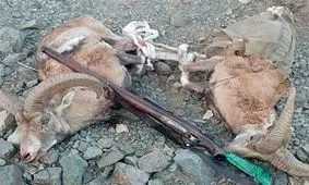 ۲۳ شکار غیر مجاز پستانداران در استان