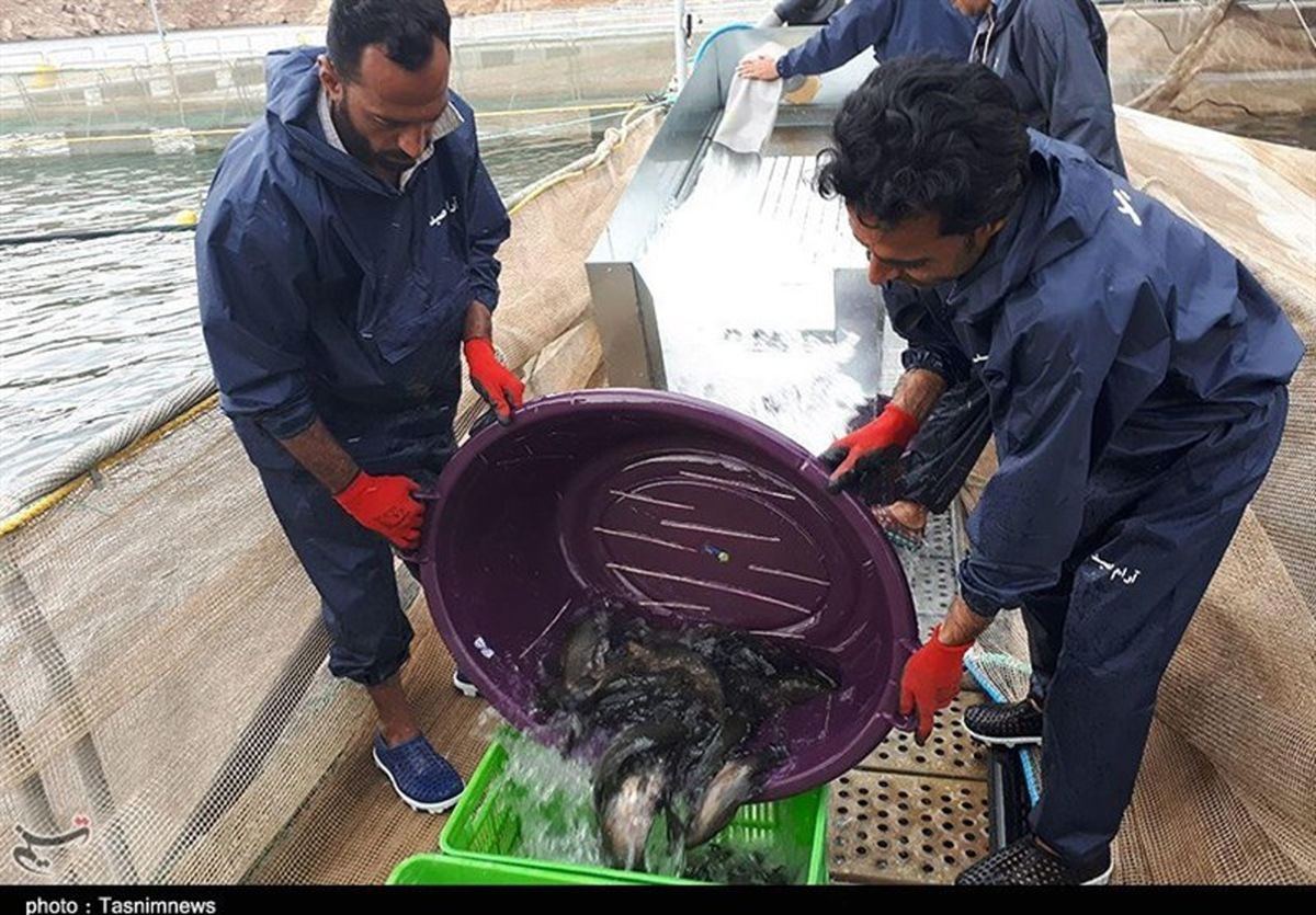 پیش بینی صادرات ۵۵۰ میلیون دلاری شیلات/ تامین تجهیزات پرورش ماهی در قفس با ارز دولتی
