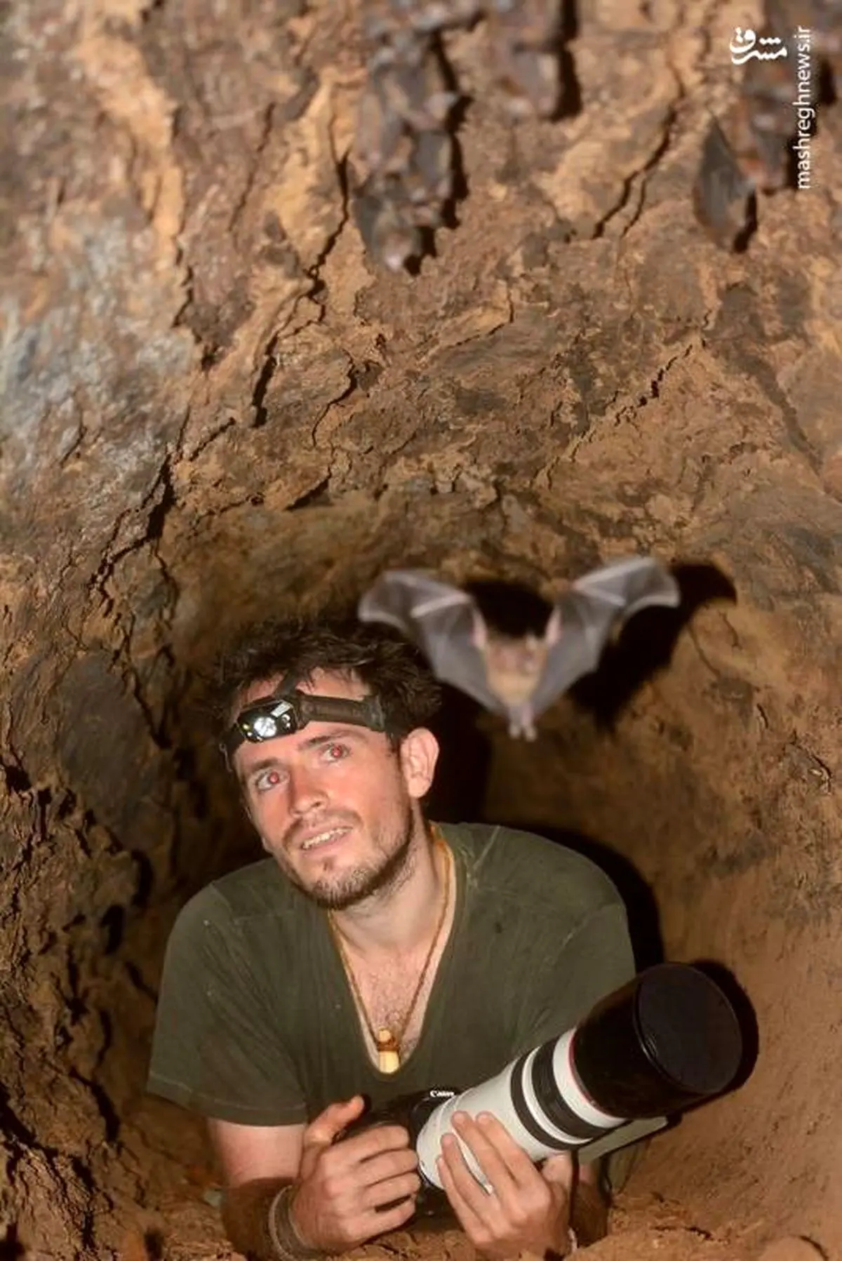 نمایی نزدیک از خفاش که تابه‌حال ندیده اید+ تصاویر