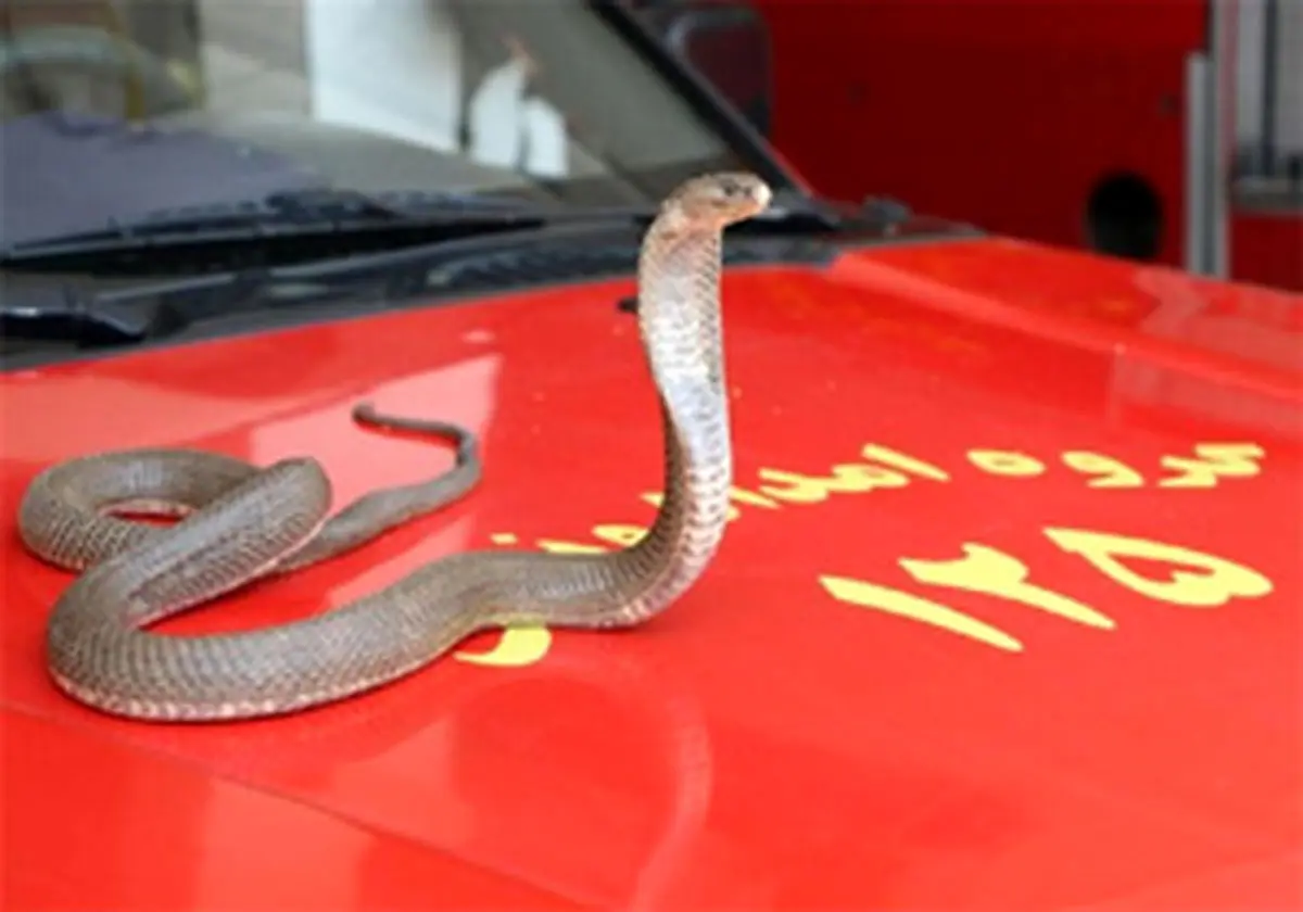 زنده گیری یک حلقه مار سمی در پلدختر