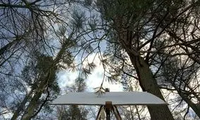 درخت‌هایی که نقاشی می‌کنند! + عکس