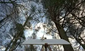 درخت‌هایی که نقاشی می‌کنند! + عکس