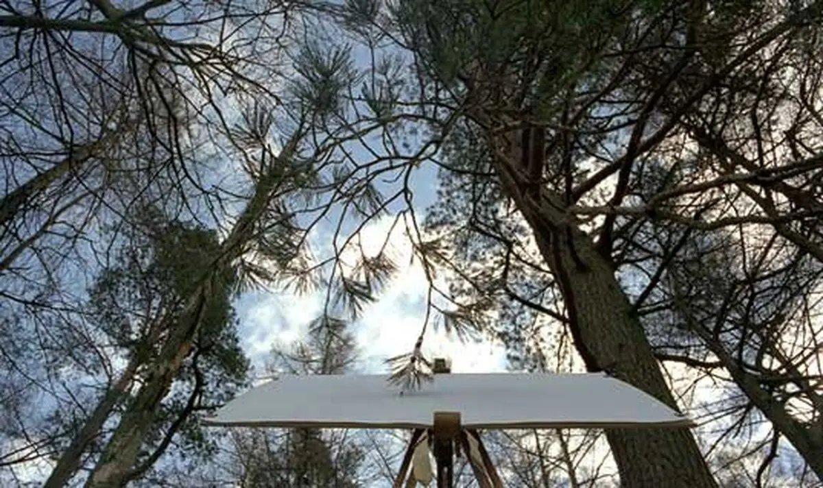 درخت‌هایی که نقاشی می‌کنند! + عکس