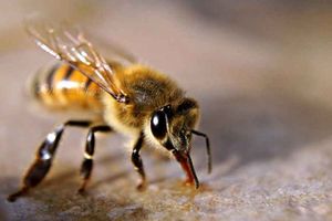 با فواید و مضرات نیش زنبور عسل آشنا شوید