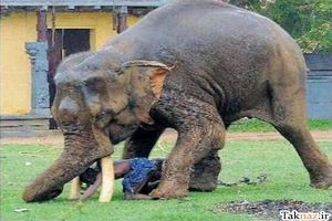 فیل عصبانی پسر بچه جیغ جیغو را کشت