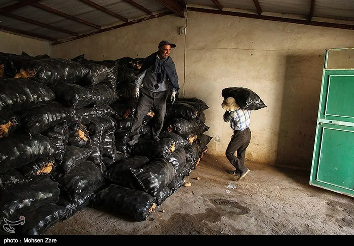 ۱۰ تن سیب‌زمینی فاسد در کردکوی کشف شد