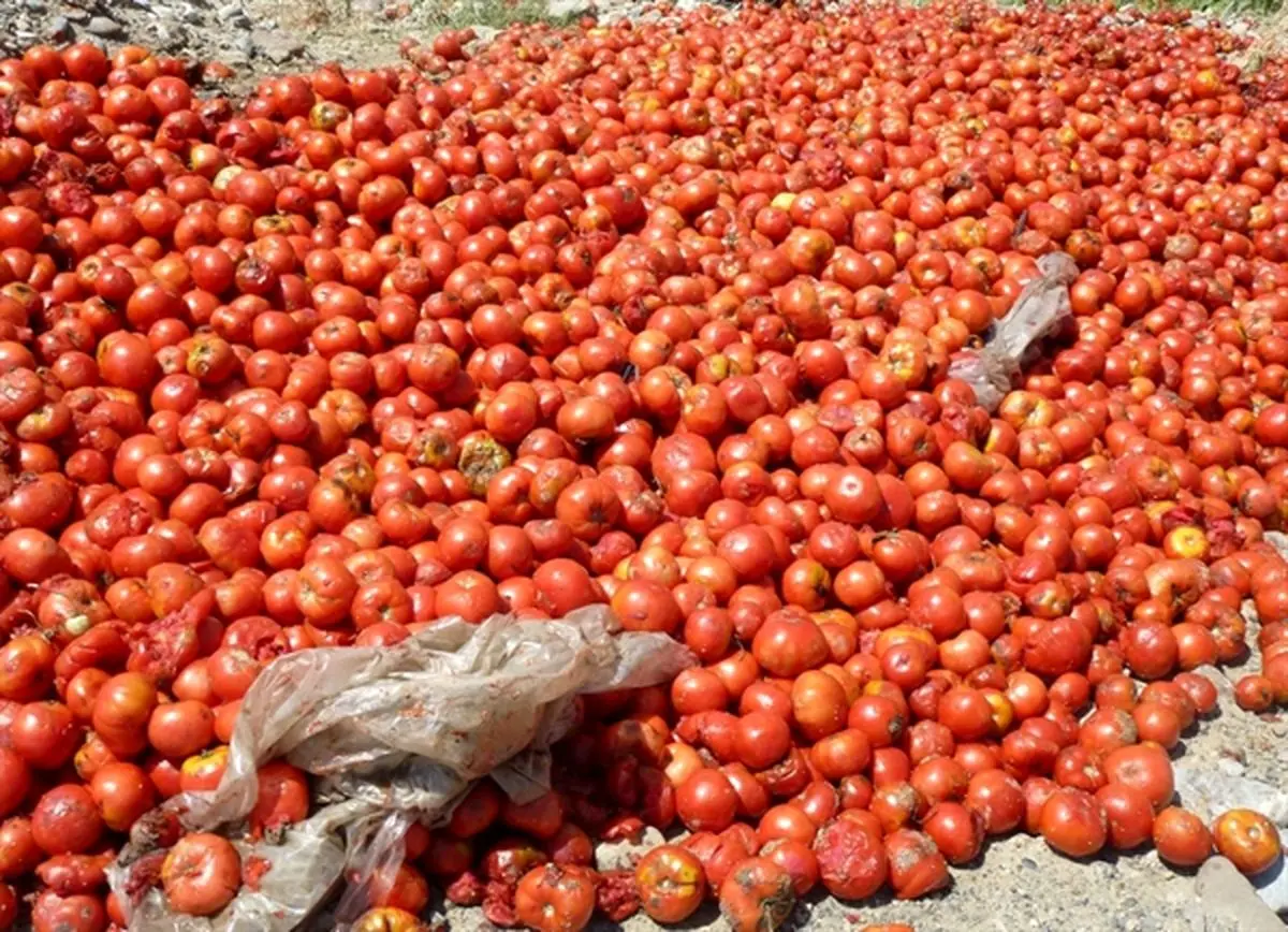 جلوگیری از خروج ۶۰ تن گوجه فرنگی قاچاق از کشور